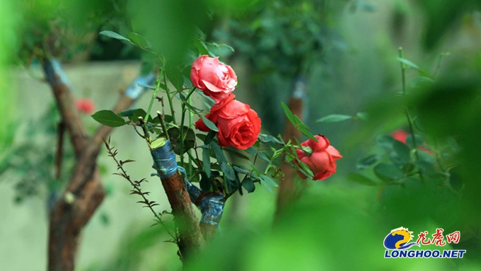 南京玫瑰园开园时间,满园春色关不住郁金香