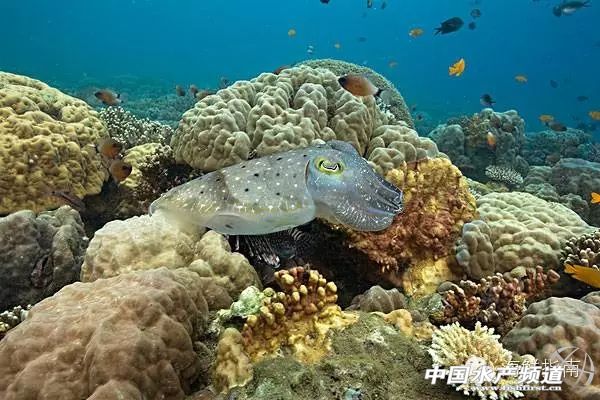 如何区分章鱼墨鱼鱿鱼,怎么区分章鱼乌贼墨鱼鱿鱼