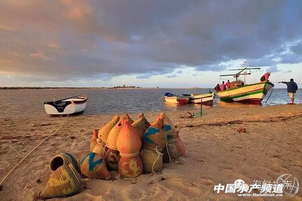 如何区分章鱼墨鱼鱿鱼,怎么区分章鱼乌贼墨鱼鱿鱼