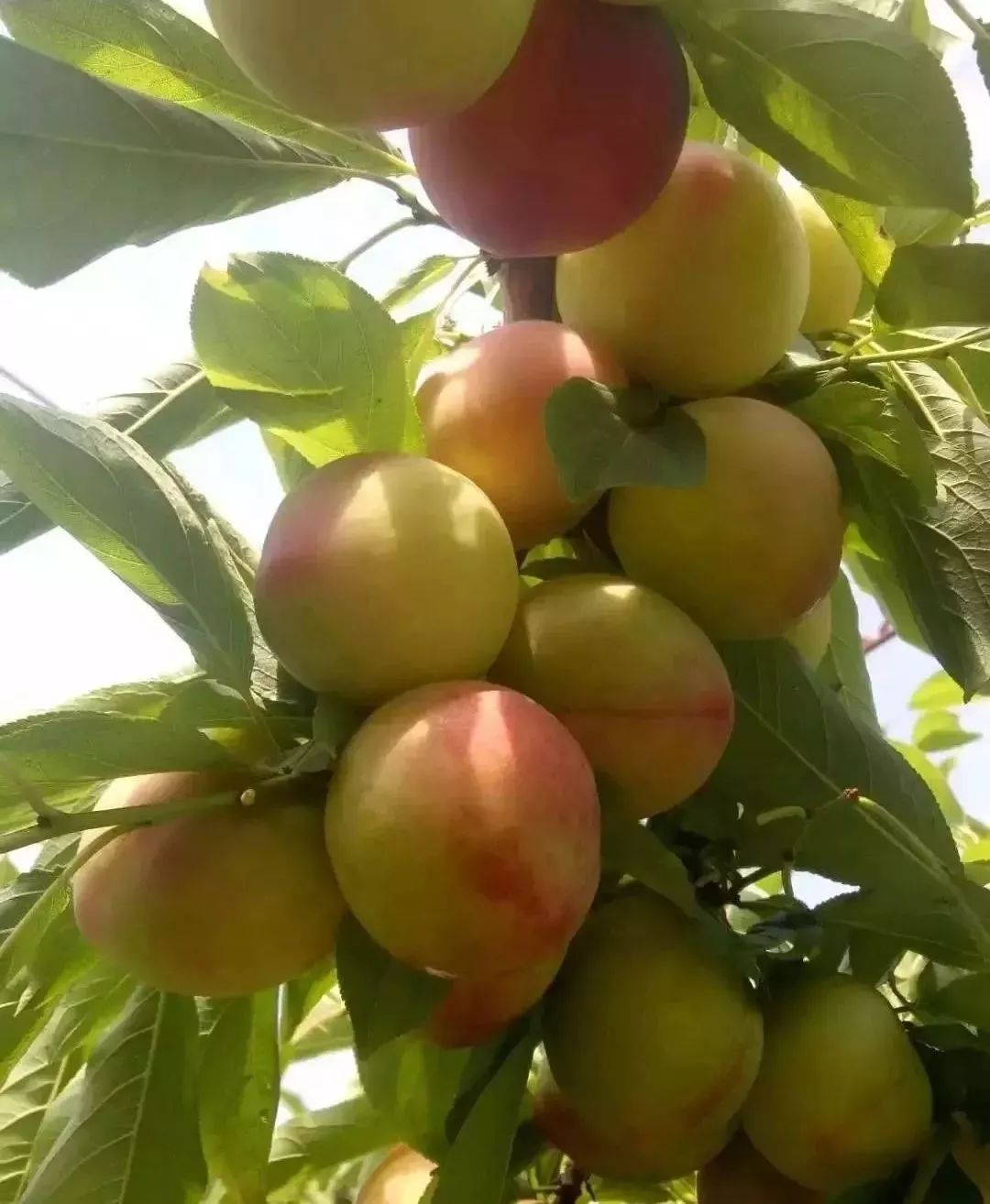 欢乐嘉年华团购19.9元万达,51欢乐马戏嘉年华