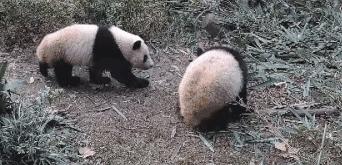 【荐读】熊猫:萌啥子哟,我是要雄起!