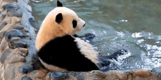 【荐读】熊猫：萌啥子哟，我是要雄起！