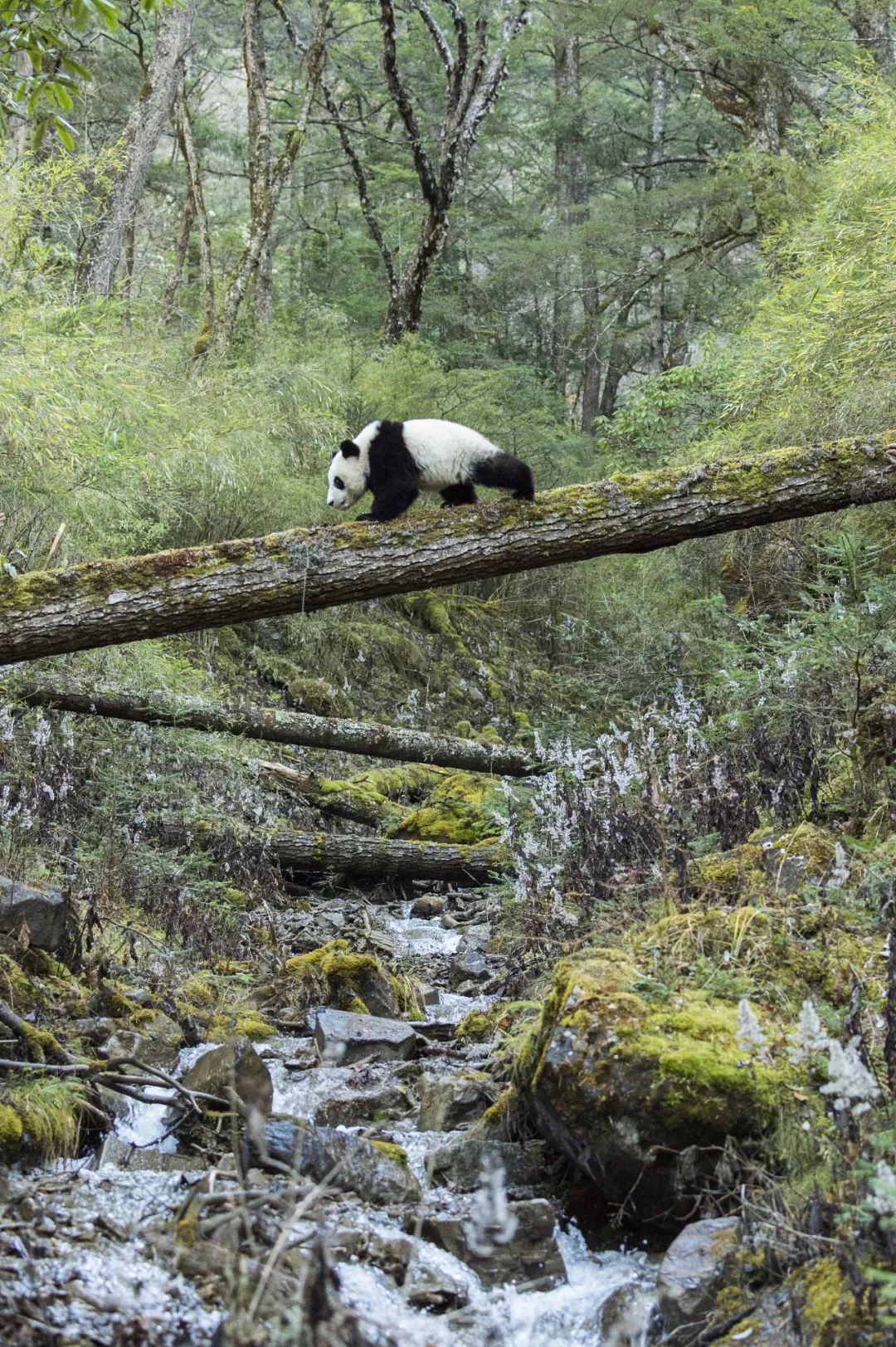 熊猫萌啦,熊猫萌