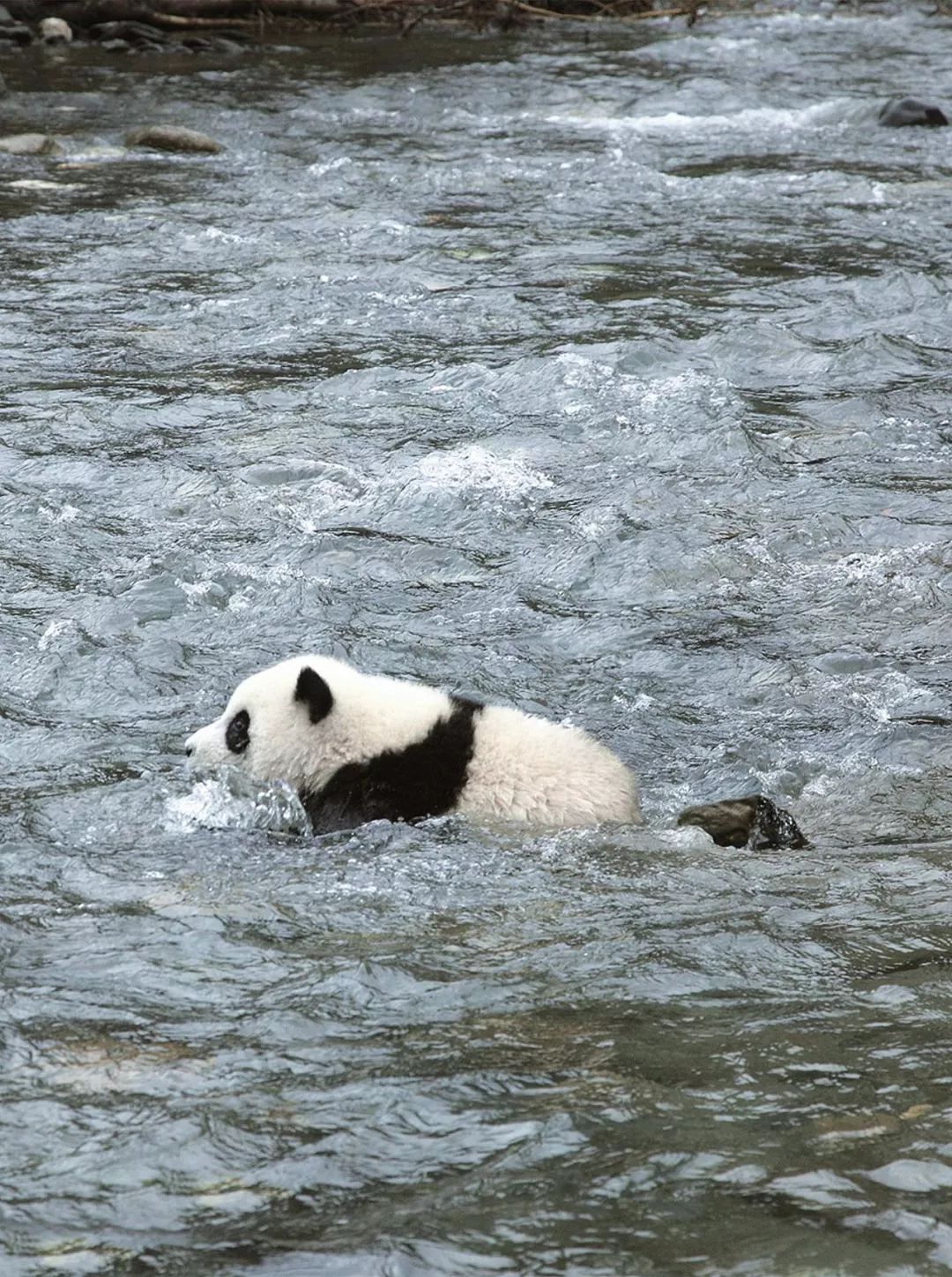 熊猫萌到什么程度,熊猫萌
