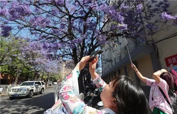 过节！以蓝花楹的名义