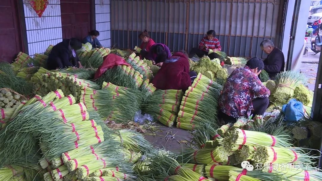 宿羊山10万亩蒜苔迎来采摘季，今年价格翻了好几番！