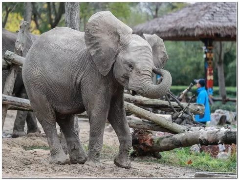 去处｜你真的知道怎么玩转上海野生动物园吗？最全指南在这里！