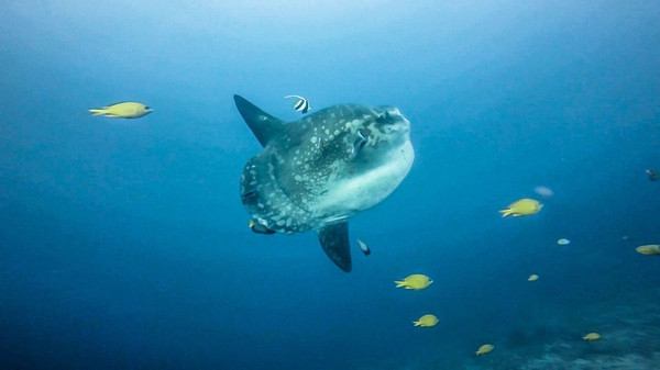 巴厘岛潜水之旅,巴厘岛潜水风景图