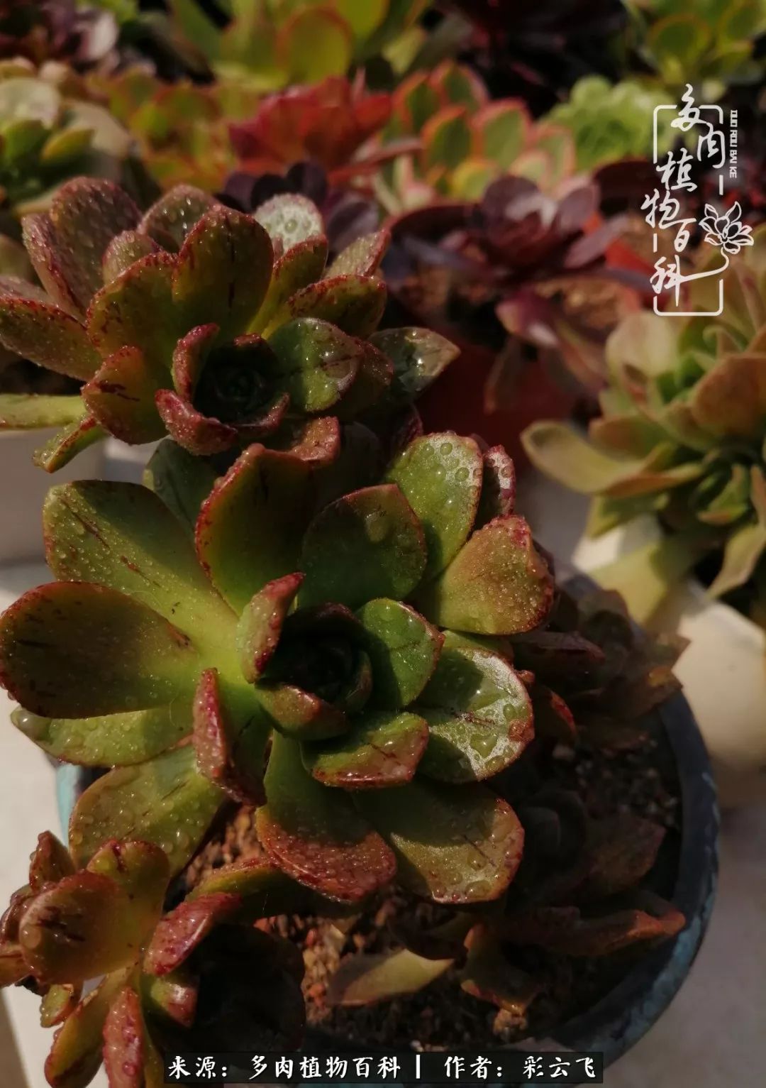 爱春天,爱阳光,爱法师!让我们一起跳法师坑吧!