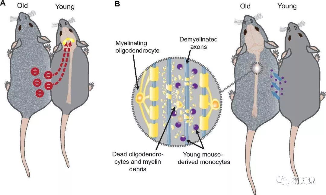 硅谷科技狂人换血长生不老,硅谷大佬换血
