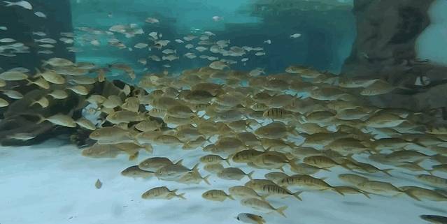 三亚带十岁孩子暑期旅游攻略,三亚旅游全攻略带孩子