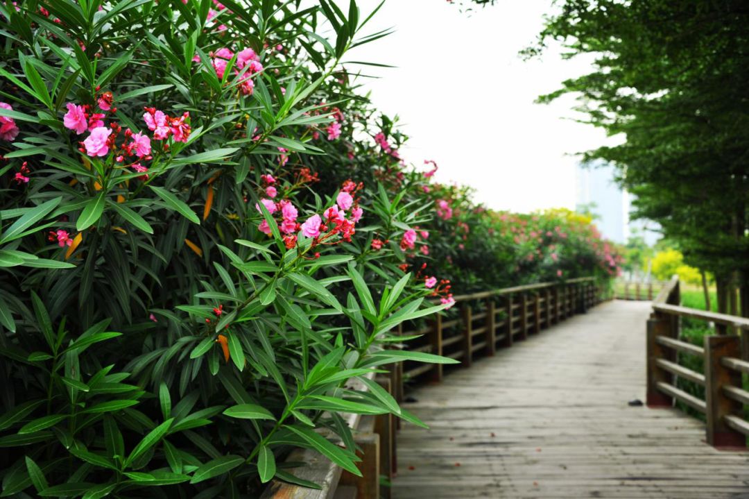 佛山亲子游好去处免门票花海,佛山儿童公园游玩攻略