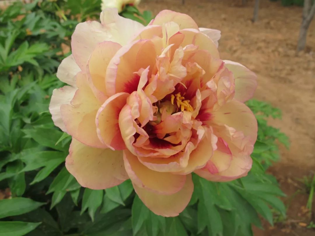 惊艳！300000朵芍药花海美成仙境！洛阳这个地方，现在去刚刚好！