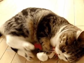 来成都享受美景美食，顺便挼（ruá）个猫可好？