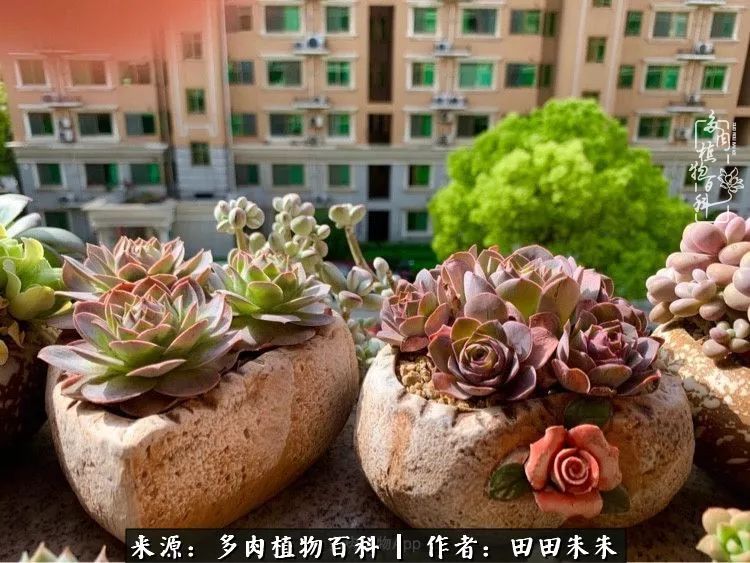 玫小青,7月份了山地玫瑰该怎么养