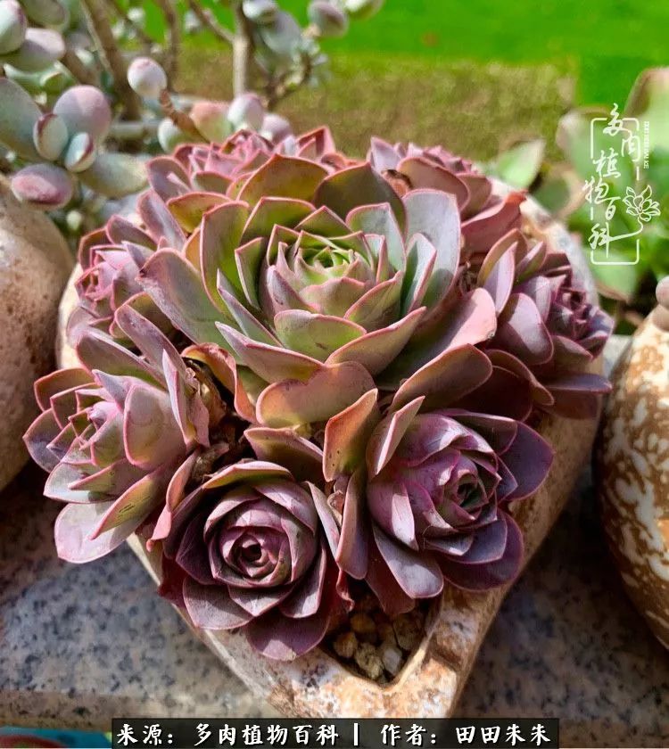 山地玫瑰爆侧芽要怎样养护,适合新手养的山地玫瑰