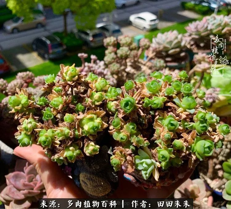 山地玫瑰爆侧芽要怎样养护,适合新手养的山地玫瑰