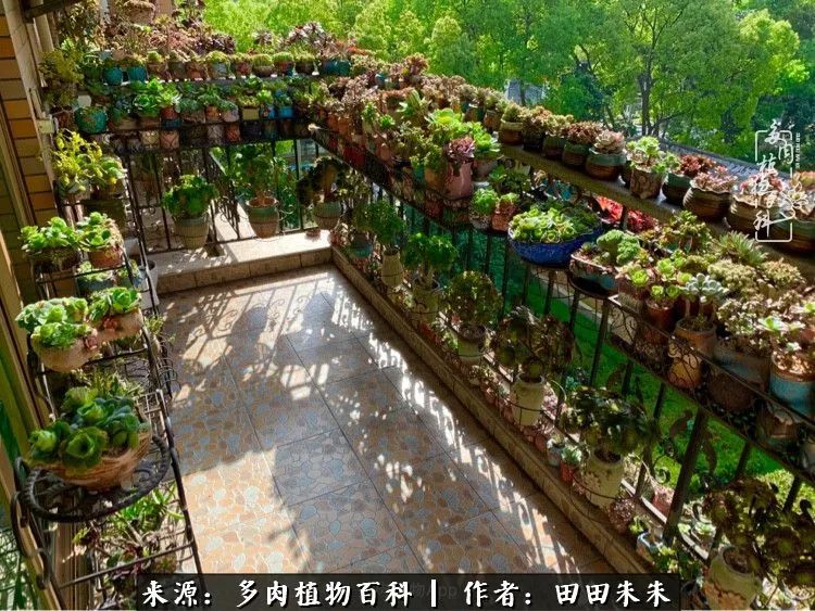 玫小青,7月份了山地玫瑰该怎么养