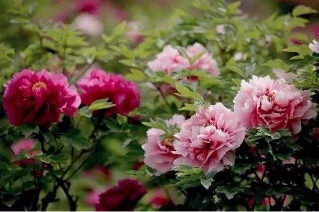 【方志四川•传统文化】朱丹‖古诗词中的“那些花儿——牡丹