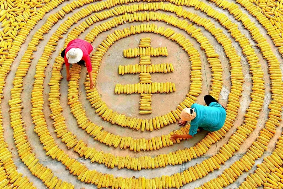 中国农民丰收节秋分节气同一天,二十四节气秋分也是农民丰收节