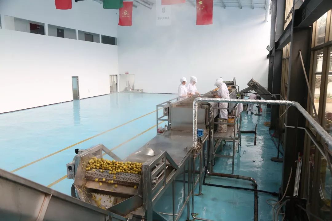 青梅车间,荔波青梅精