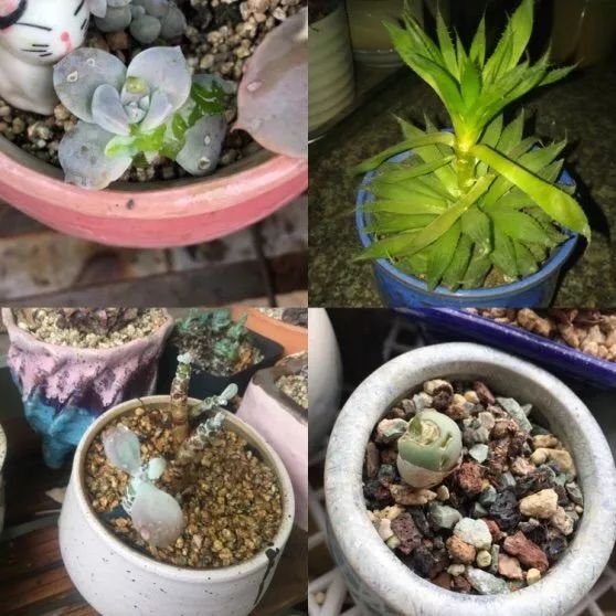 闲聊多肉大军四川“兵团”川南支队养肉记！