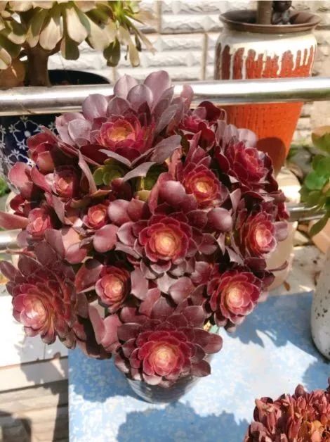 闲聊多肉大军四川“兵团”川南支队养肉记！