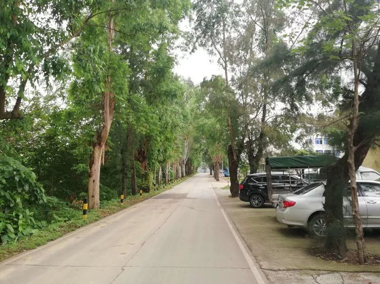 肇庆砚洲岛游记,肇庆自驾一日游砚洲岛