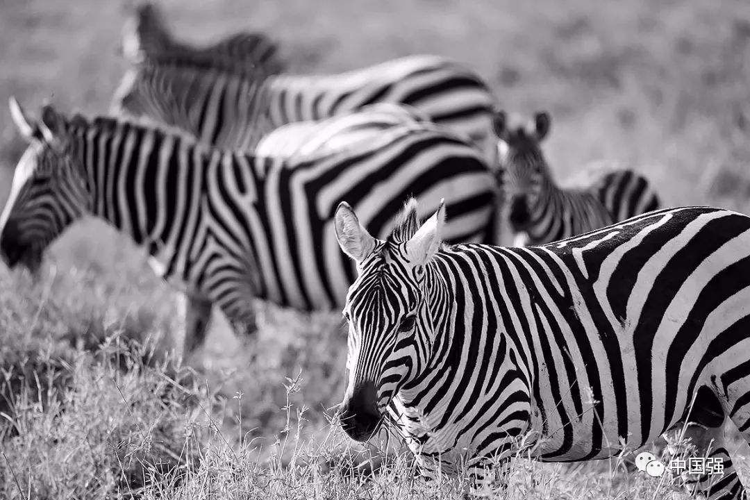 伴随着狂野奢华，用不一样的视角打开动物天堂