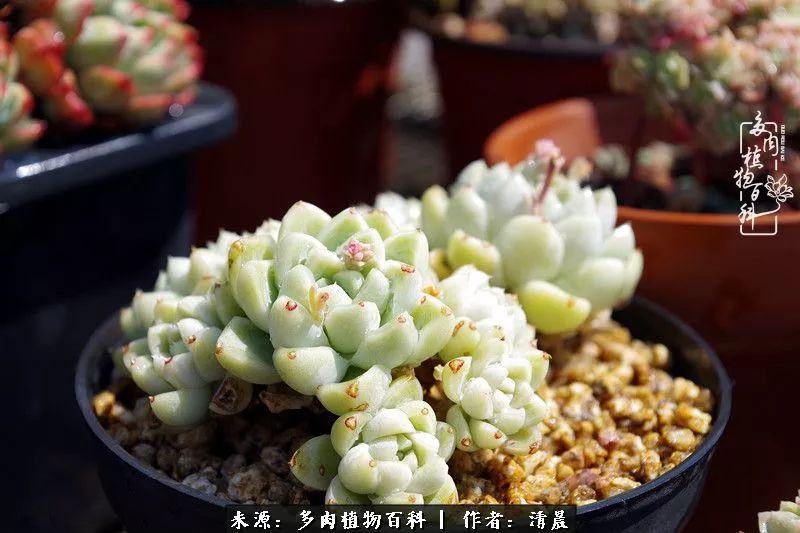 记录多肉开花的美好时光,清晨的多肉图片大全