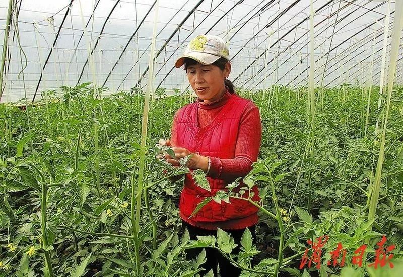 甘肃全力推动现代种业转型,聚焦优势特色产业现代种业发展