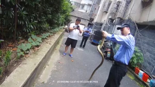 白天有蛇从胳膊爬过去,大白天一条小蛇爬腿上是什么情况