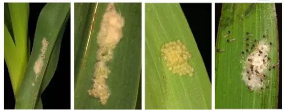 草地贪夜蛾预测及防控技术,草地贪夜蛾爆发期