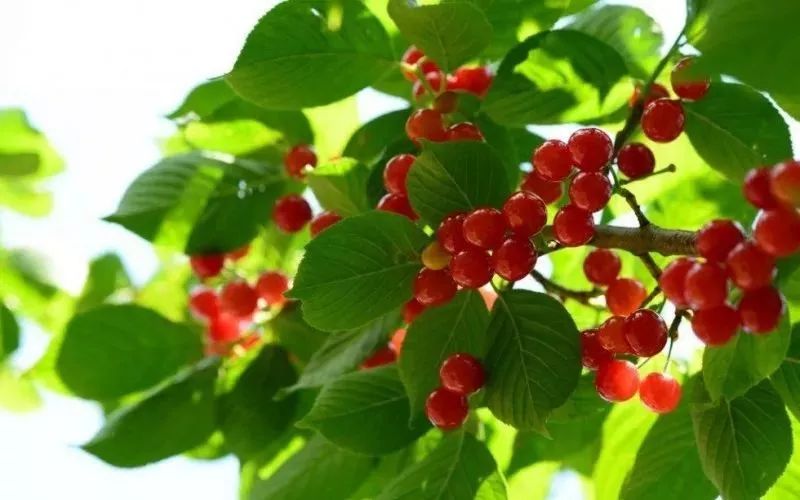 西安樱桃采摘全攻略,西安樱桃采摘时间表