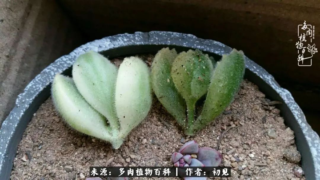 从开始养多肉就对多肉疯狂热爱,多肉美肉控养方法