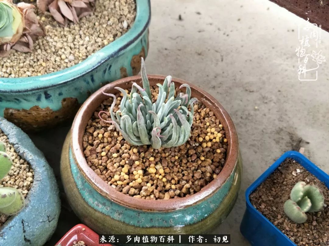 从开始养多肉就对多肉疯狂热爱,多肉美肉控养方法
