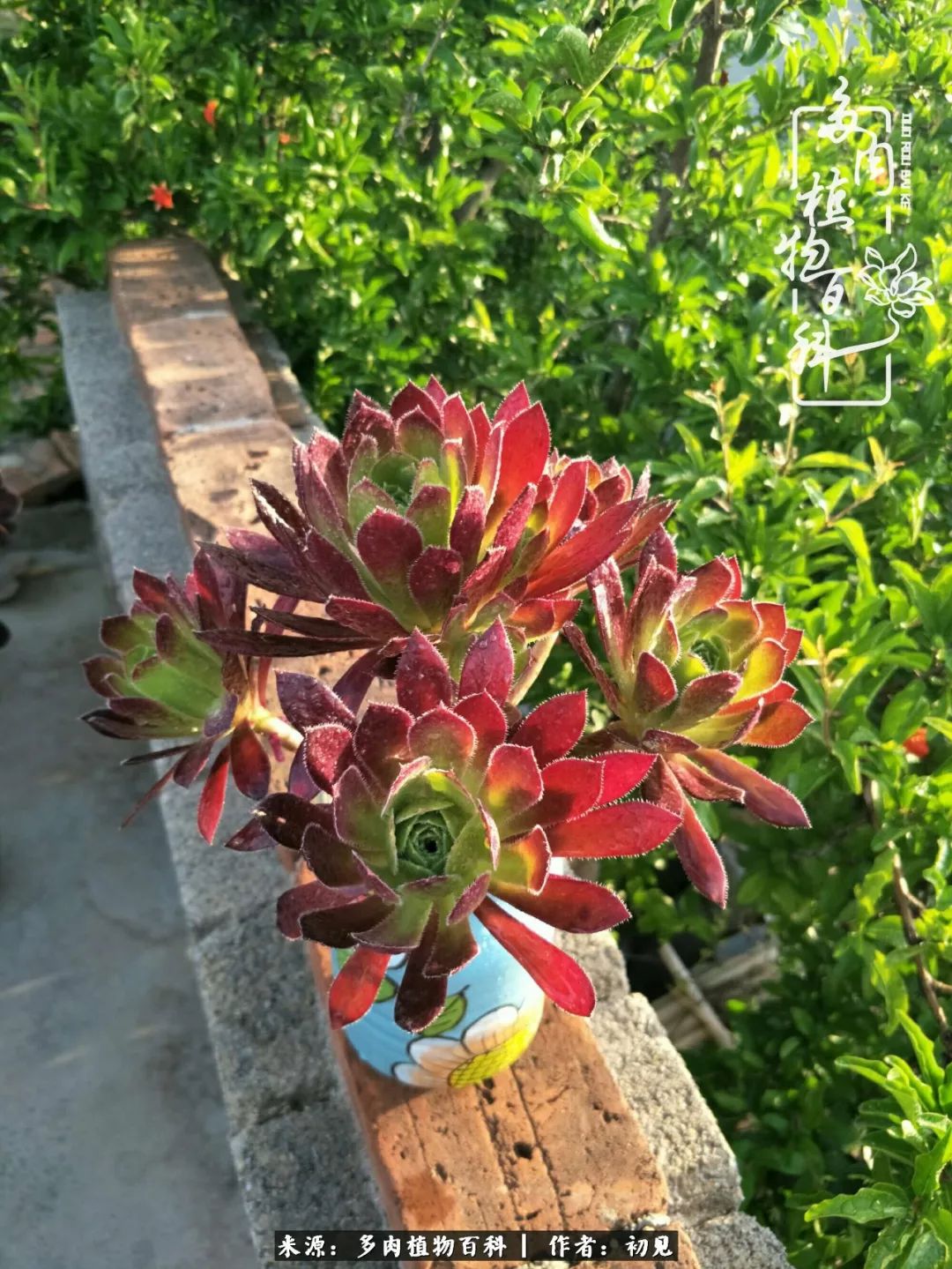 从开始养多肉就对多肉疯狂热爱,多肉美肉控养方法