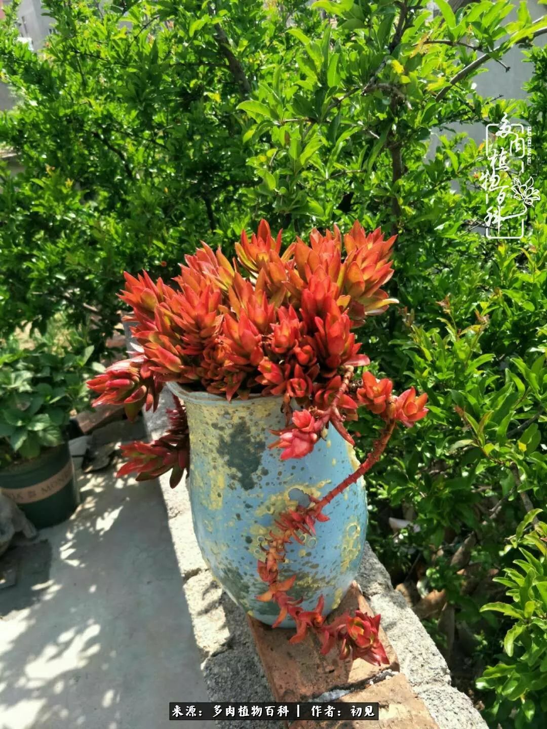 从开始养多肉就对多肉疯狂热爱,多肉美肉控养方法