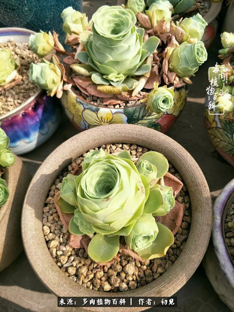 从开始养多肉就对多肉疯狂热爱,多肉美肉控养方法