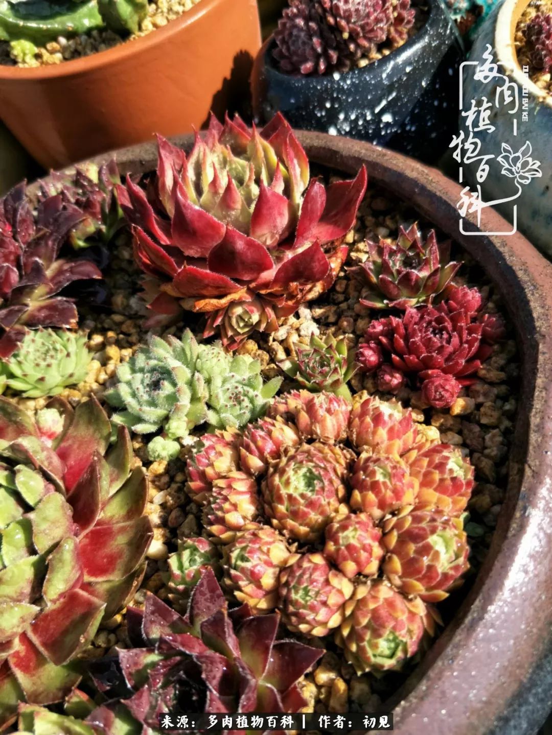从开始养多肉就对多肉疯狂热爱,多肉美肉控养方法