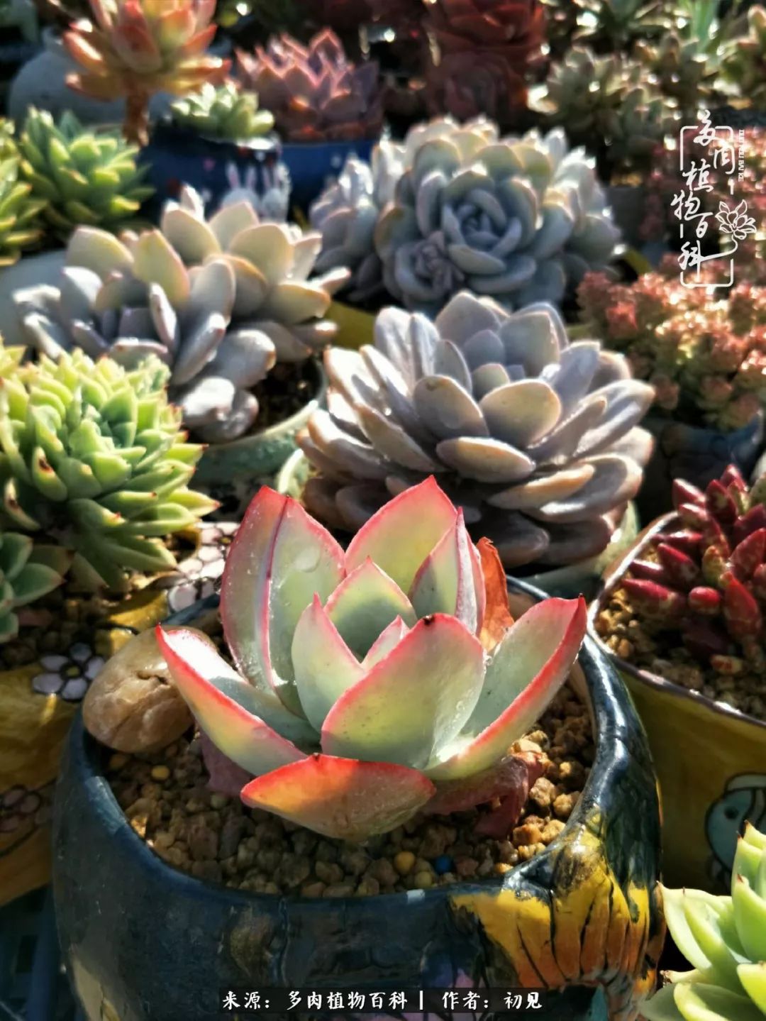从开始养多肉就对多肉疯狂热爱,多肉美肉控养方法