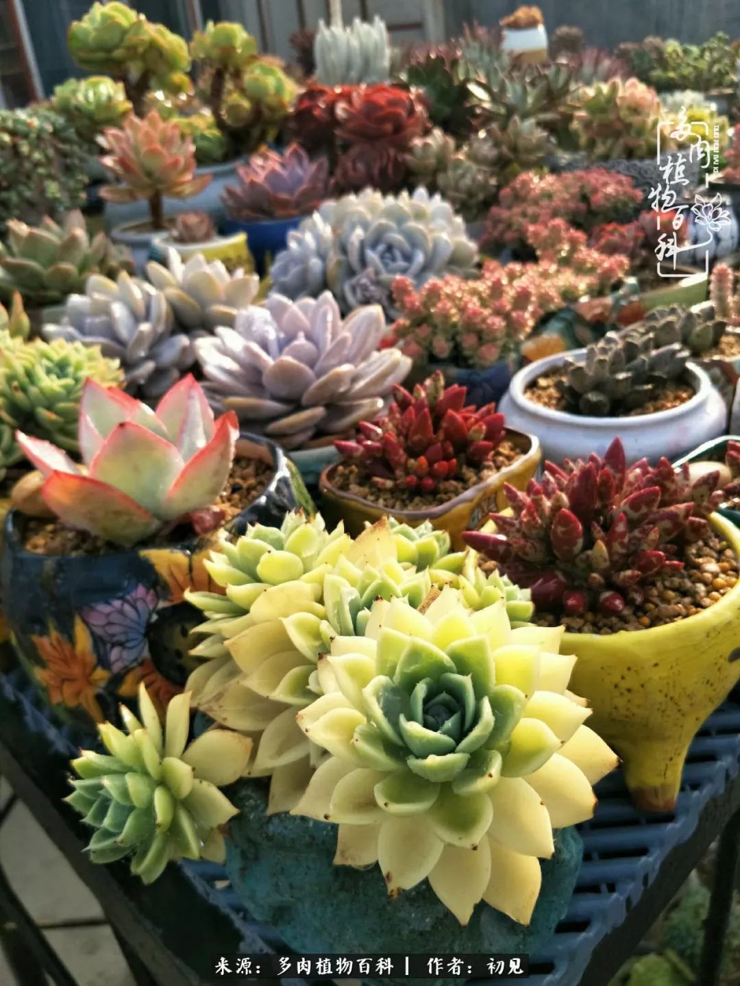 从开始养多肉就对多肉疯狂热爱,多肉美肉控养方法