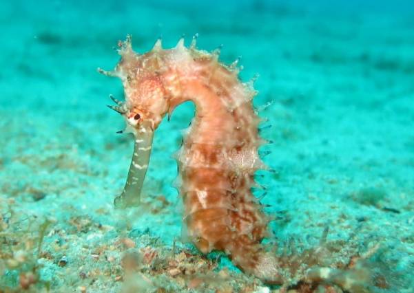 海马入缸几天喂食,海马怎么培植