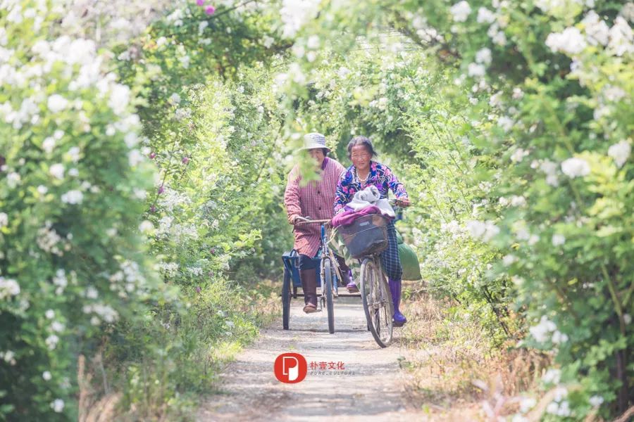 五月芬芳之旅，与你相约海安大马士革*瑰园玫**
