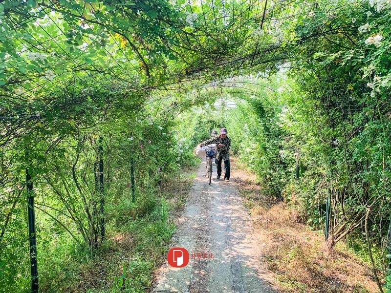 五月芬芳之旅，与你相约海安大马士革*瑰园玫**