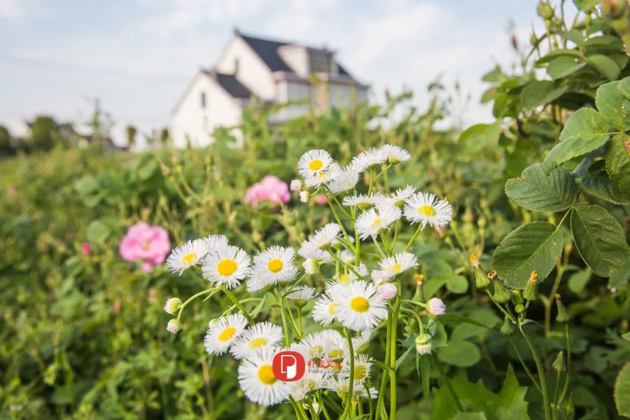 五月芬芳之旅，与你相约海安大马士革*瑰园玫**