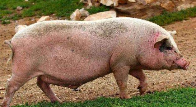 母猪屡配不孕的原因及解决方案,母猪屡配不孕症的治疗方法