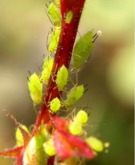 果汁阳台月季如何防治病虫害,藤本月季的病虫害及防治