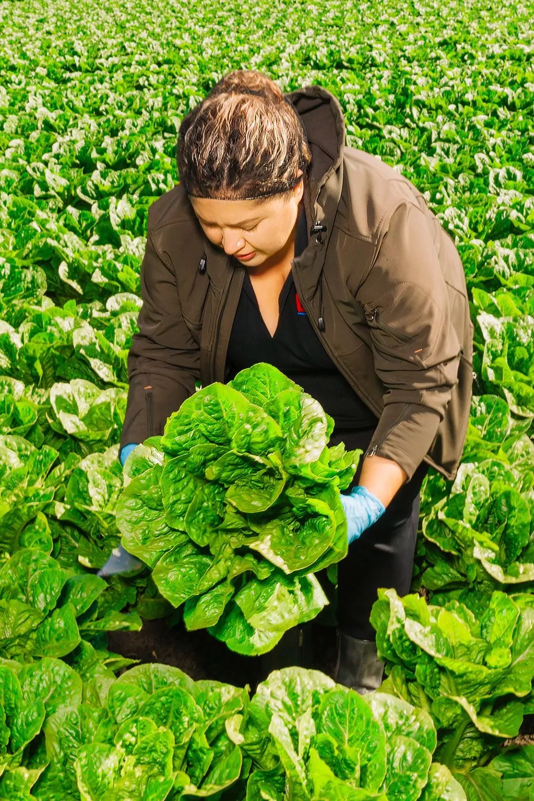 美国上榜世界500强,2023年美国500强