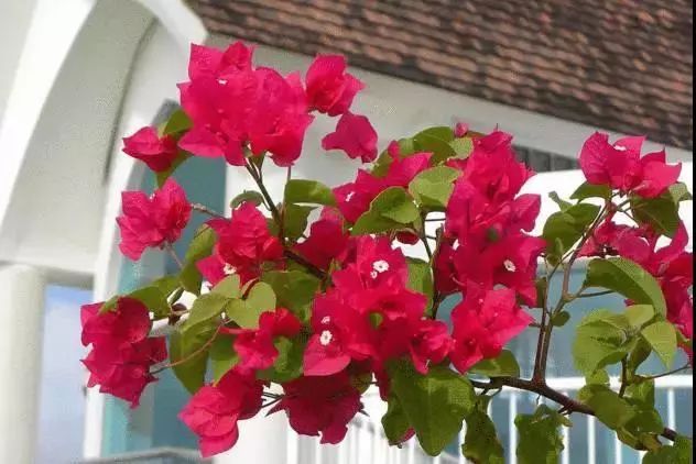 仙人掌养花知识,仙人掌养不死的诀窍